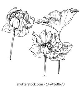 Vector Lotus floral botanical flowers. Wild spring leaf wildflower isolated. Black and white engraved ink art. Isolated lotus illustration element on white background.