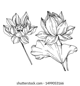 Vector Lotus floral botanical flowers. Wild spring leaf wildflower isolated. Black and white engraved ink art. Isolated lotus illustration element on white background.