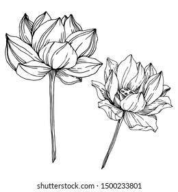 Vector Lotus floral botanical flowers. Wild spring leaf wildflower isolated. Black and white engraved ink art. Isolated lotus illustration element on white background.