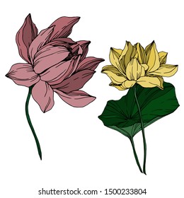 Vector Lotus floral botanical flowers. Wild spring leaf wildflower isolated. Black and white engraved ink art. Isolated lotus illustration element on white background.