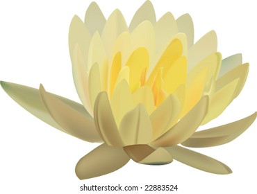 Vector of Lotus Flower