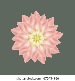 vector of lotus flower