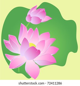 vector lotus flower
