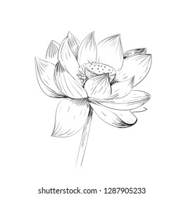Vector lotus flower. Buddhism concept. Stock illustration isolated on white background. 
Hand drawn flower, line drawing.