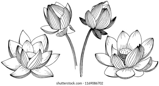 Vector lotus flower. Floral botanical flower. Isolated illustration element. Full name of the plant: lotus. Vector wildflower for background, texture, wrapper pattern, frame or border.