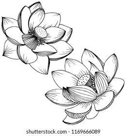 Vector lotus flower. Floral botanical flower. Isolated illustration element. Full name of the plant: lotus. Vector wildflower for background, texture, wrapper pattern, frame or border.