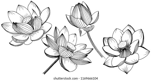 Vector lotus flower. Floral botanical flower. Isolated illustration element. Full name of the plant: lotus. Vector wildflower for background, texture, wrapper pattern, frame or border.