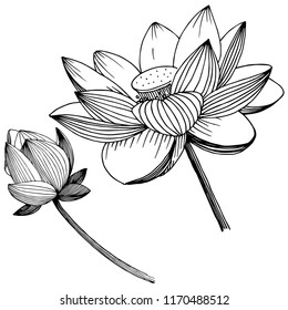 Vector lotus flower. Floral botanical flower. Isolated illustration element. Full name of the plant: lotus. Vector wildflower for background, texture, wrapper pattern, frame or border.