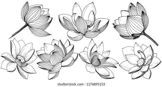 Vector lotus flower. Floral botanical flower. Isolated illustration element. Full name of the plant: lotus. Vector wildflower for background, texture, wrapper pattern, frame or border.