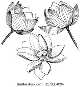 Vector lotus flower. Floral botanical flower. Isolated illustration element. Full name of the plant: lotus. Vector wildflower for background, texture, wrapper pattern, frame or border.