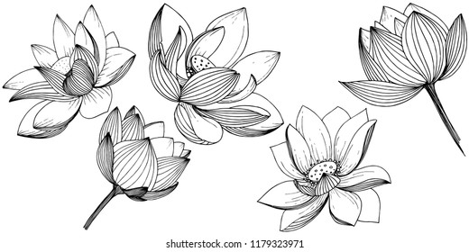 Vector lotus flower. Floral botanical flower. Isolated illustration element. Full name of the plant: lotus. Vector wildflower for background, texture, wrapper pattern, frame or border.