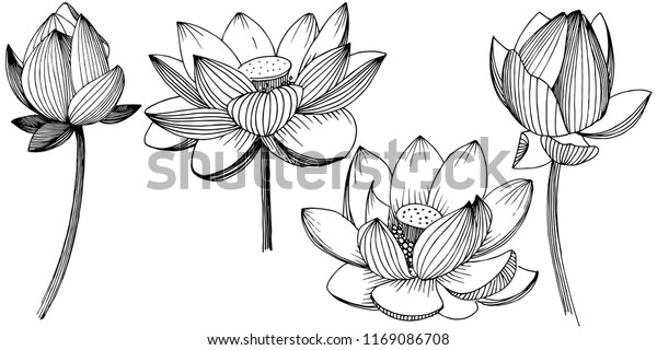 ベクターハス花 花の植物の花 分離型イラストエレメント 植物のフルネーム ハス 背景 テクスチャ ラッパーパターン フレームまたは縁取り用のベクターワイルドフラワー のベクター画像素材 ロイヤリティフリー