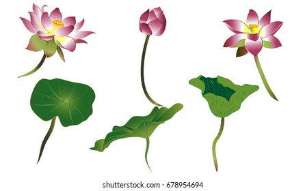 Vector lotus flower with lotus leaf