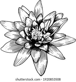 Flor de loto vectorial.Elemento ilustrativo aislado.Larilla de agua
 dibujos florales. Arte de línea negra aislado en blanco 
fondo. Ilustraciones Botánicas Dibujadas A Mano. 
Vector de elementos.
