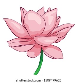 Vector lotus flowers isolated on white background