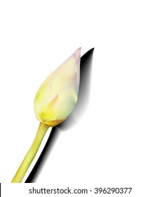 Vector lotus flowers isolated on white background