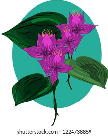 vector lotus hand drawing 