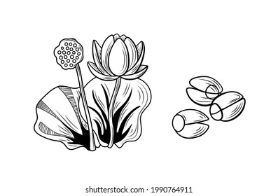 Vector lotus and lotus seeds illustration, black outline drawings isolated on white background.