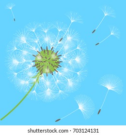 Vector Lovely dandelion with flying seeds, symbolic background