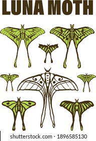 Vector Luna Moth Hand Drawn Set