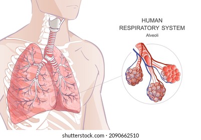 Vector Lungs, Alveoli. Human Respiratory System, Alveoli. Inside Larynx Nasal Throttle Anatomy. 3d. Man Body Parts. Hand Drown Illustration.