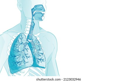 Vector Lungs, Alveoli. Human Respiratory System, Alveoli. Inside Larynx Nasal Throttle Anatomy. 3d. Man Body Parts. Hand Drown Illustration.