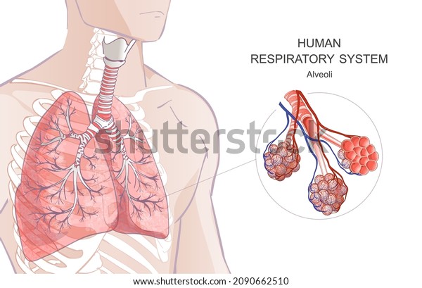 Vector lungs, alveoli. Human Respiratory\
System, alveoli. Inside larynx nasal throttle anatomy. 3d. Man body\
parts. Hand drown\
illustration.