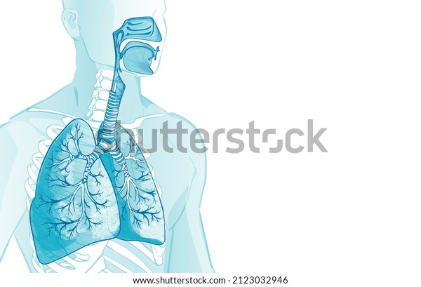 Vector lungs, alveoli. Human Respiratory
System, alveoli. Inside larynx nasal throttle anatomy. 3d. Man body
parts. Hand drown
illustration.