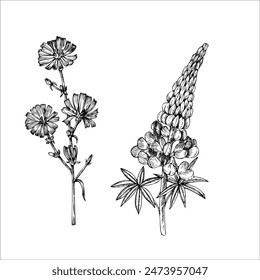 Vector lupine and chicory. Hand painted flower. Graphic clip art isolated on background. Botanical and wedding illustration. For designers, invitations, decoration, postcards, wrapping paper