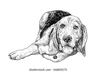 The vector of lying beagle