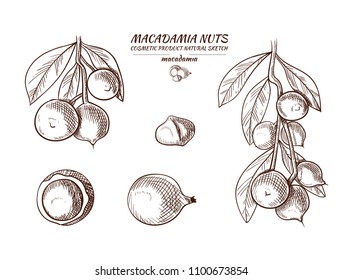 Vector Macadamia Hand Drawn Illustrations Set, Isolated on White Sketches.