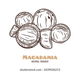 Vector macadamia nut hand-drawn illustration. Macadamia nut kernels and shells
