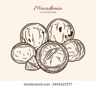 Vector macadamia nut hand-drawn illustration. Macadamia nut kernels and shells
