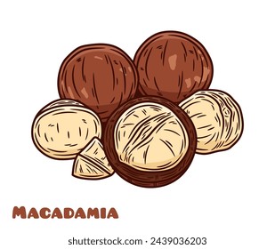 Vector macadamia nut illustration. Shelled and cracked macadamia nuts, kernels and shells