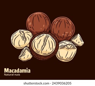 Vector macadamia nut illustration. Shelled and cracked macadamia nuts. Nut kernels and shells
