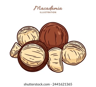 Ilustración de nuez de macadamia vectorial. Nueces, granos y cáscaras de macadamia descascaradas y agrietadas