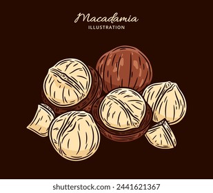 Ilustración de nuez de macadamia vectorial. Nueces de macadamia descascaradas y agrietadas. Granos y cáscaras de frutos secos