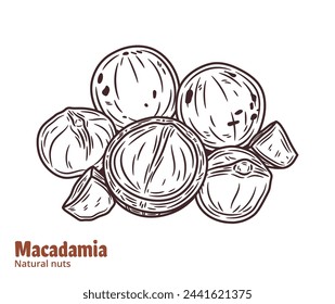 Ilustración de nuez de macadamia vectorial. Nueces, granos y cáscaras de macadamia descascaradas y agrietadas
