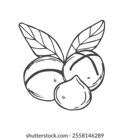 Vector macadamia nut illustration. Shelled and cracked macadamia nuts, kernels and shells