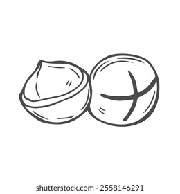 Vector macadamia nut illustration. Shelled and cracked macadamia nuts, kernels and shells