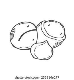 Vector macadamia nut illustration. Shelled and cracked macadamia nuts, kernels and shells