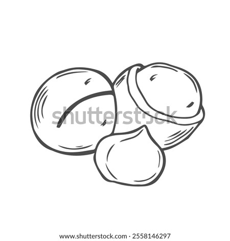 Vector macadamia nut illustration. Shelled and cracked macadamia nuts, kernels and shells