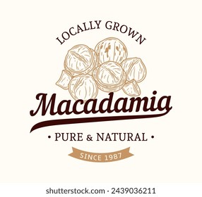 Vector macadamia nut logo. Macadamia nut kernels and shells illustration