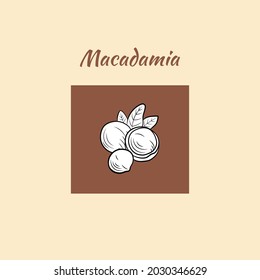 Vector Macadamia Nuts Illustration, Outline Nuts with Leaves, Package Design Elements, Macadamia Nut Colors, Outline Drawing.