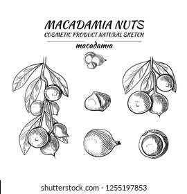 Vector Macadamia Nuts Sketches Collection, Black Outline Drawings Isolated on White Background.