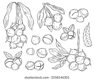 Vector Macadamia Nuts Sketches Collection, Black Outline Drawings Isolated on White Background.