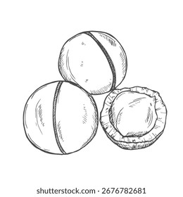 Vetor Macadamia Nuts esboços Coleção, Preto Contorno Desenhos isolados no fundo branco.