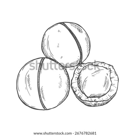 Vector Macadamia Nuts Sketches Collection, Black Outline Drawings Isolated on White Background.