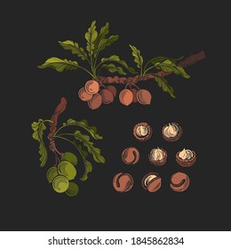 Vector macadamia set, fresh nut with husk or pericarp cut in half. Botanical tree, branch, leaves, grain. Engraved vintage illustration. Natural oil, organic food