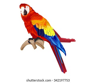 Vector of macaw bird isolated on white